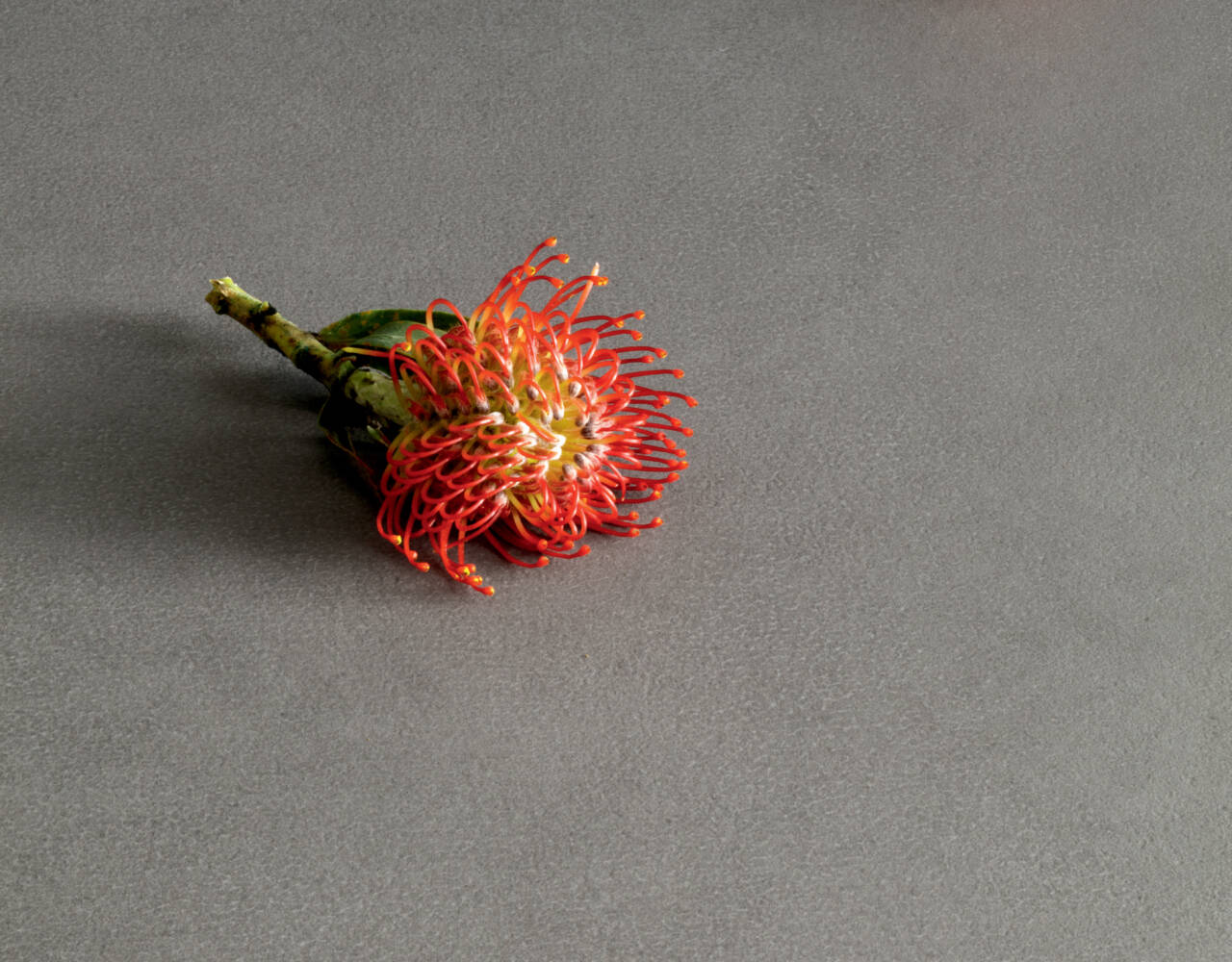 pastel colored wall tile