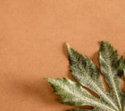 pastel colored wall tile